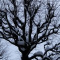 Дерево зимой.