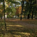 Осень. Осенние листья.