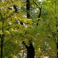 Осень. Осенние листья.