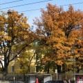 Осень. Осенние листья.