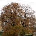 Осень. Осенние листья.