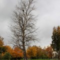 IMG_6683