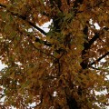 IMG_6713
