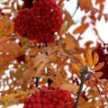 IMG_6733