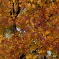 IMG_6784