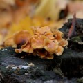 IMG_6959