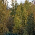 IMG_6976