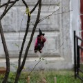 IMG_6991
