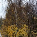 IMG_7001