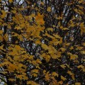 IMG_8127
