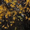 IMG_8129