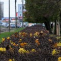 IMG_8138