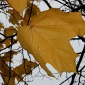 IMG_8144