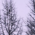 Зима. Снег.