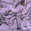 Зима. Снег.
