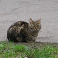 Кошки