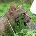 Кошки