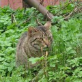 Кошки