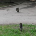 Кошки