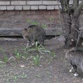 Кошки