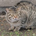 Кошки