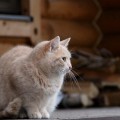 Кошка