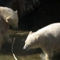 Белые медведи
