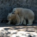Белые медведи